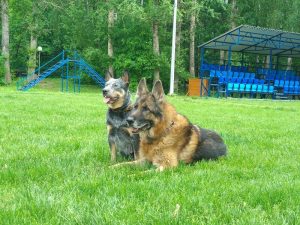 Международный день собак Телеканал "Пёс и Ко"